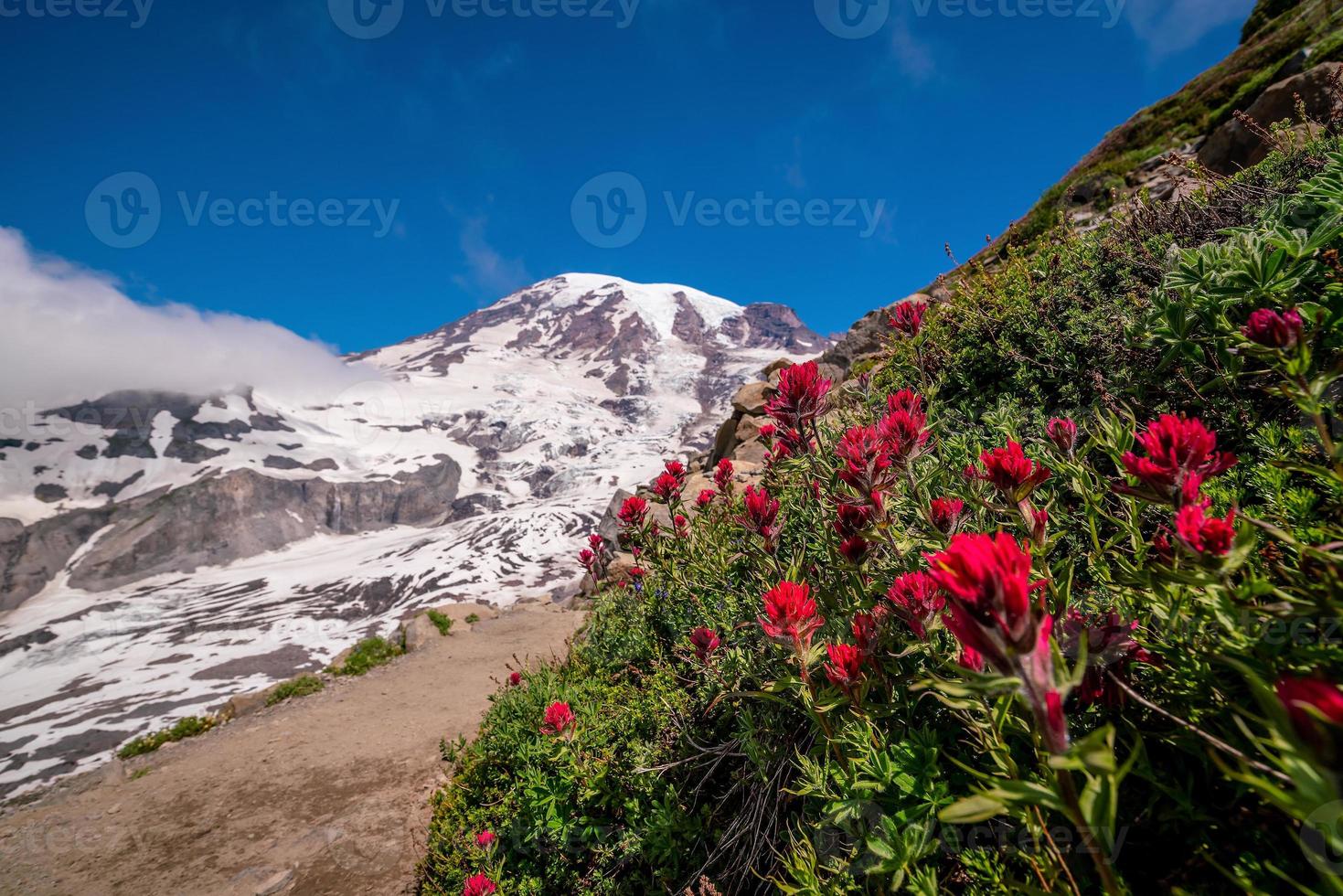 paisagem do parque nacional do monte rainier nos eua foto