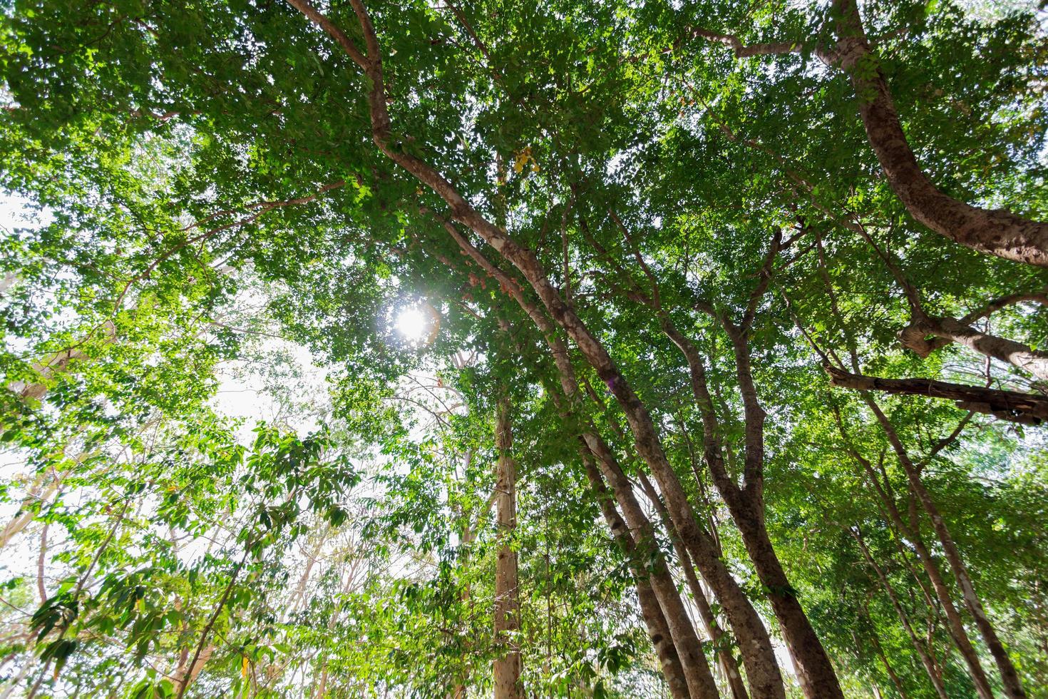 olhando para o céu na floresta com a luz do sol. foto