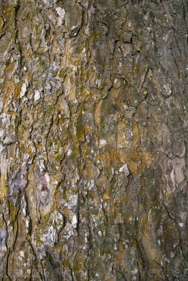 o fundo texturizado da velha casca de árvore grande cobriu pequeno musgo verde foto