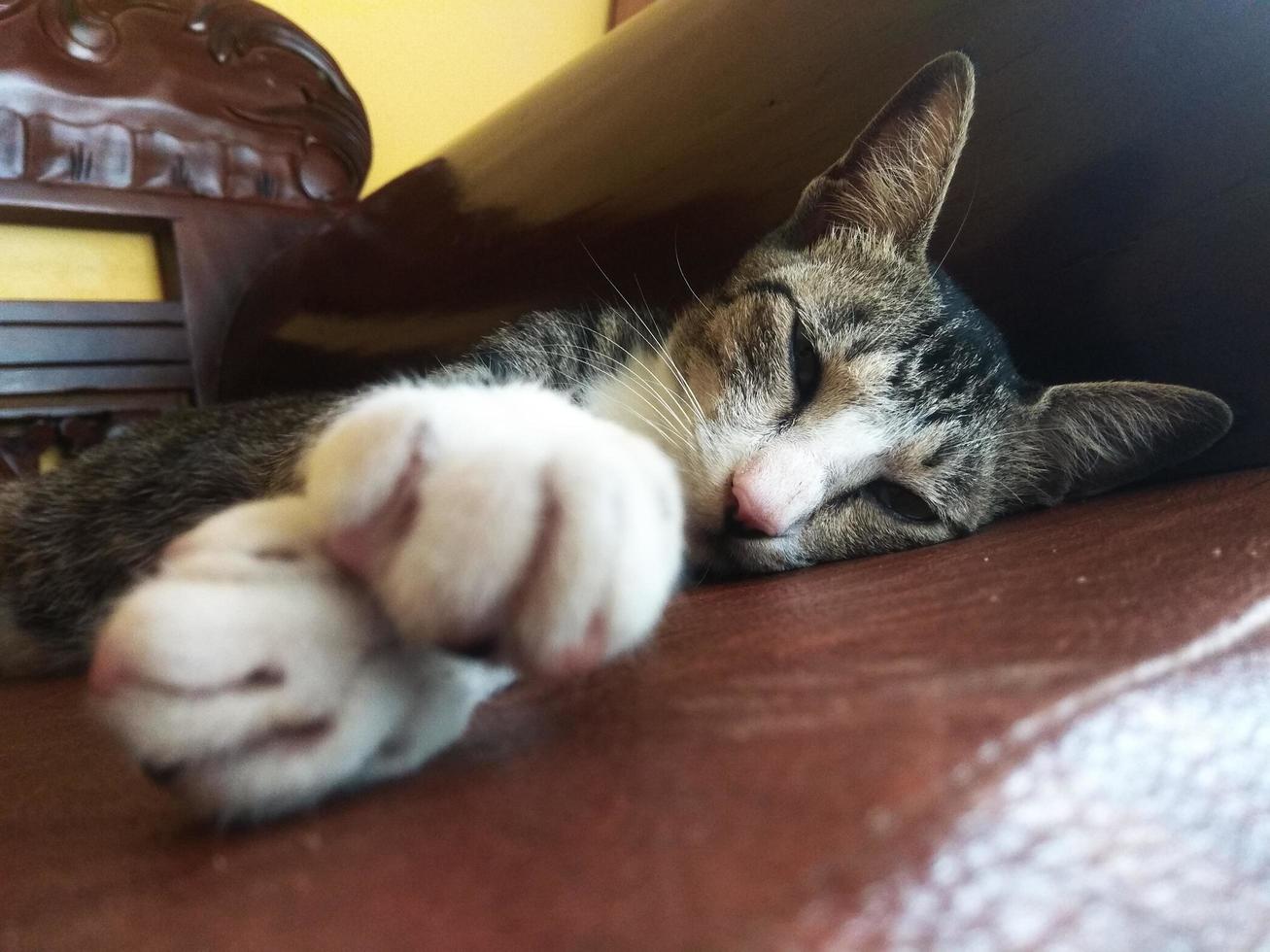 gato fofo relaxando no sofá foto