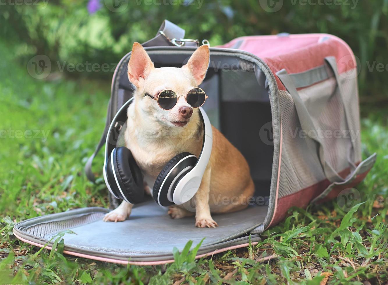 cachorro chihuahua marrom usando óculos escuros e fones de ouvido no pescoço, sentado na bolsa de transporte de animal de estimação de viajante de tecido rosa na grama verde no jardim, pronto para viajar. viagem segura com animais. foto