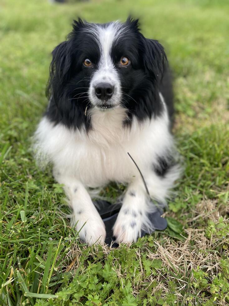 cachorro preto e branco deitado foto