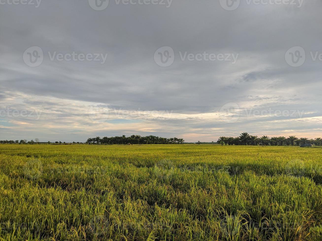 fotografia de paisagem nos campos de arroz da ilha de kalimantan oriental foto