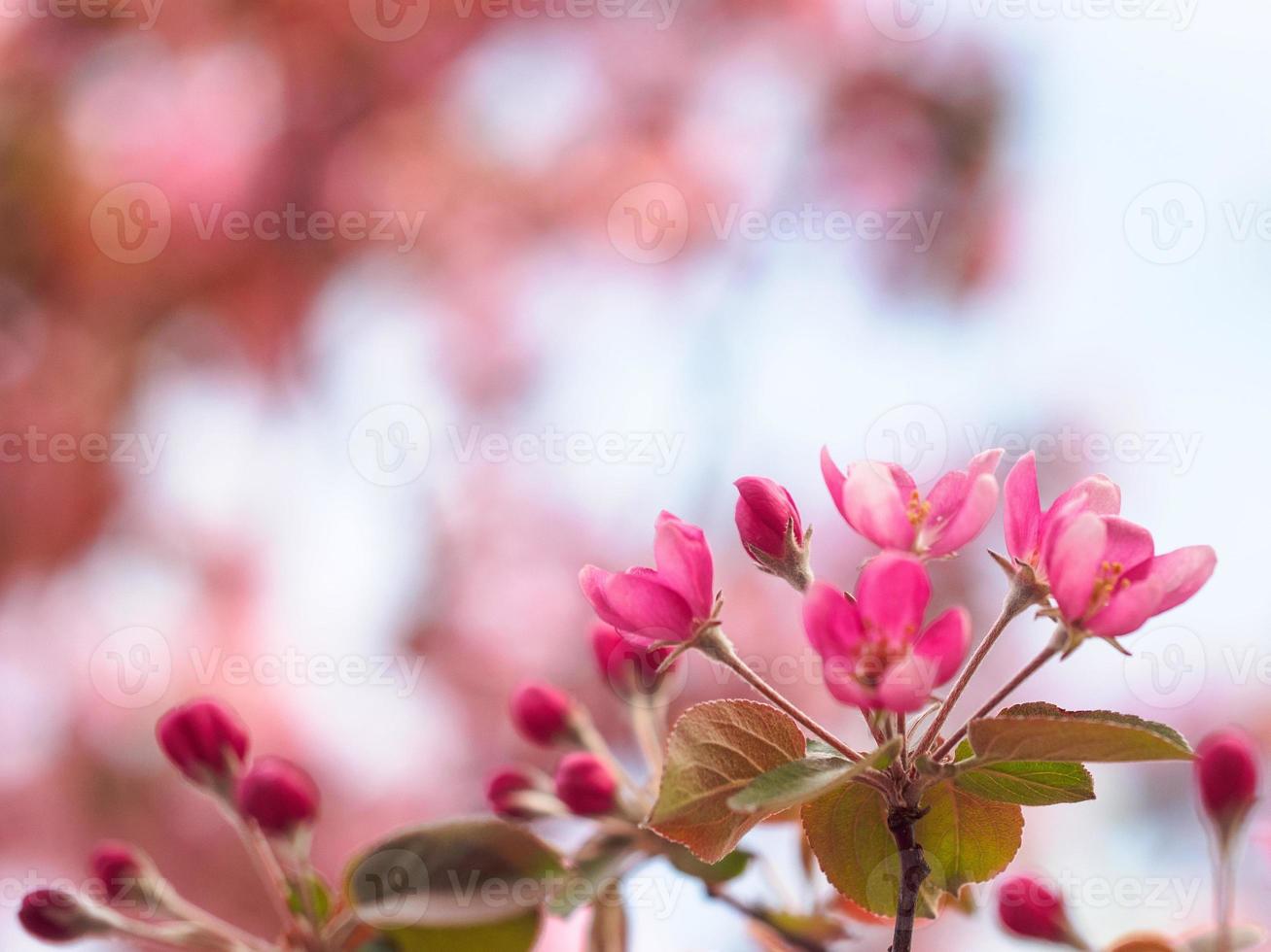 flores de cerejeira rosa escuro foto