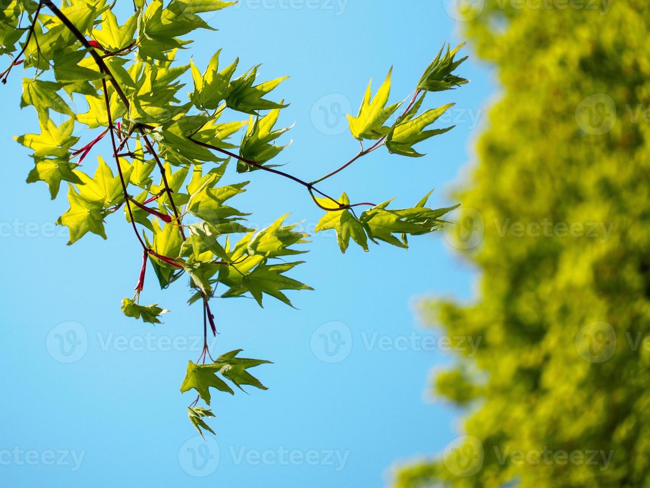 folhas de bordo verdes jovens foto