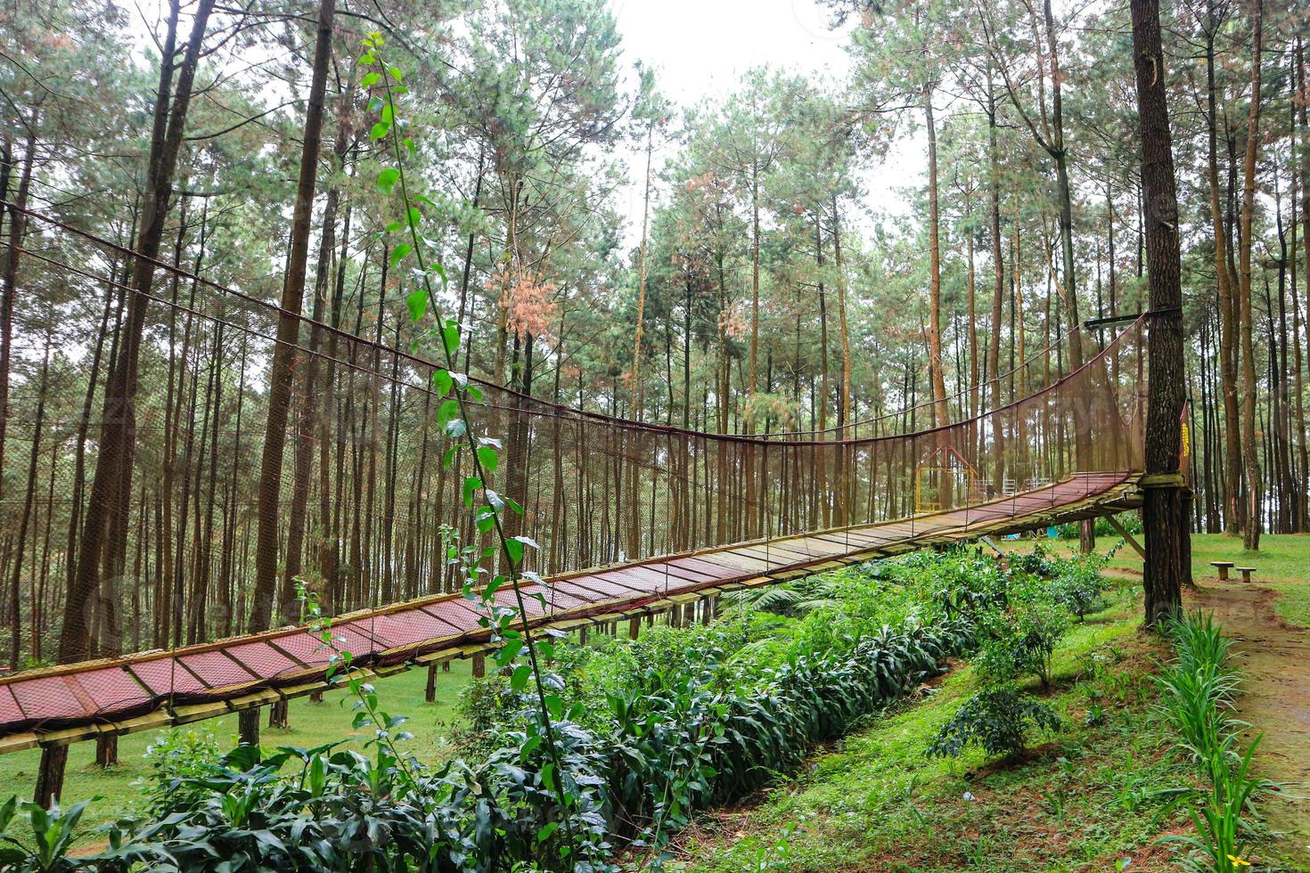 impressionante ponte de madeira no meio de uma floresta de pinheiros foto