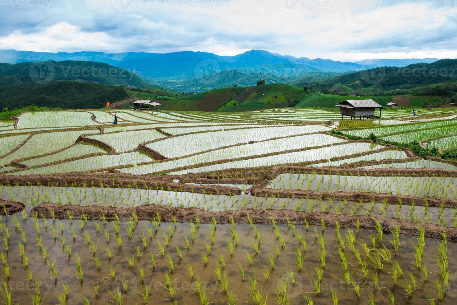 campo de arroz em socalcos em chiangmai norte da Tailândia foto
