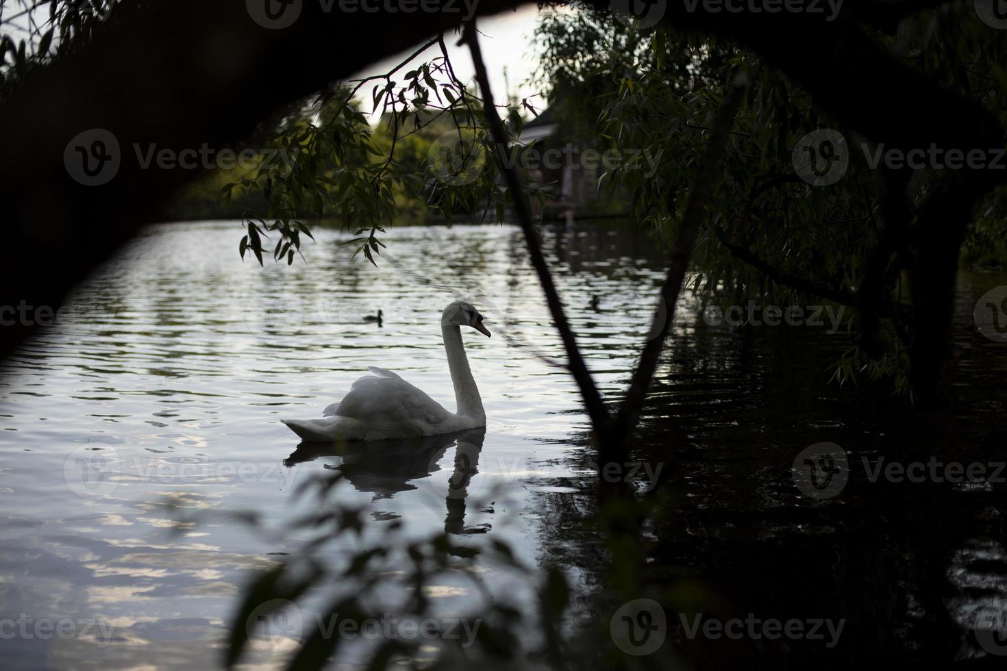 cisne nada no lago. cisne branco na água. pássaro em estado selvagem. foto