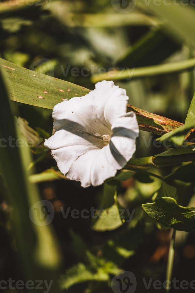 flor branca do jardim, reino unido foto