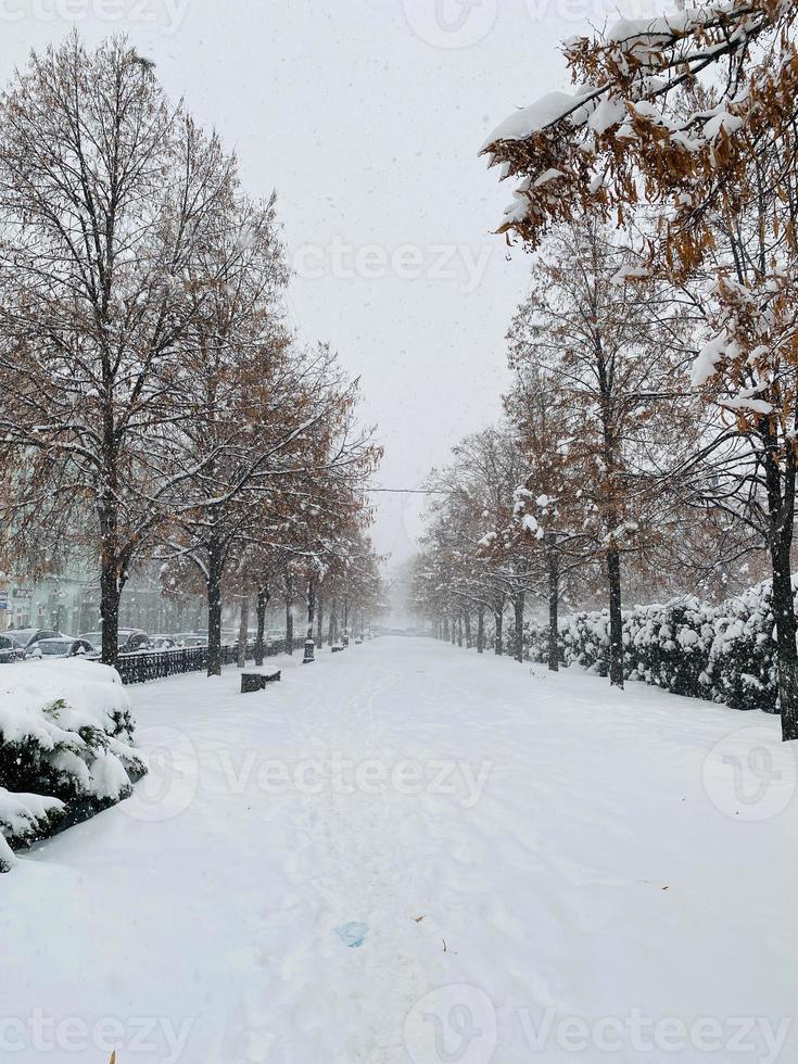 paisagem de inverno com neve e árvores foto