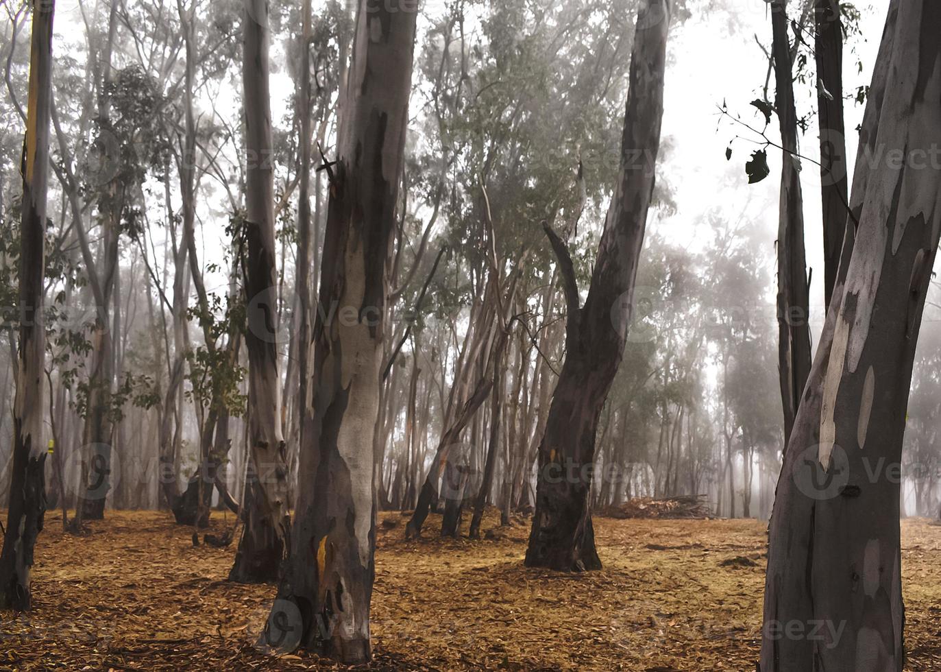 bosque de eucalipto no nevoeiro foto