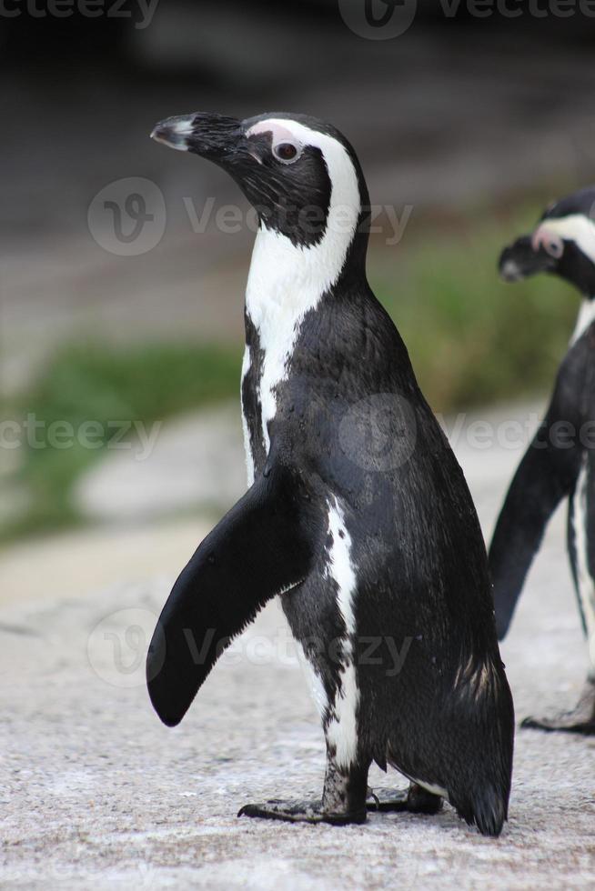 pinguim no zoológico foto