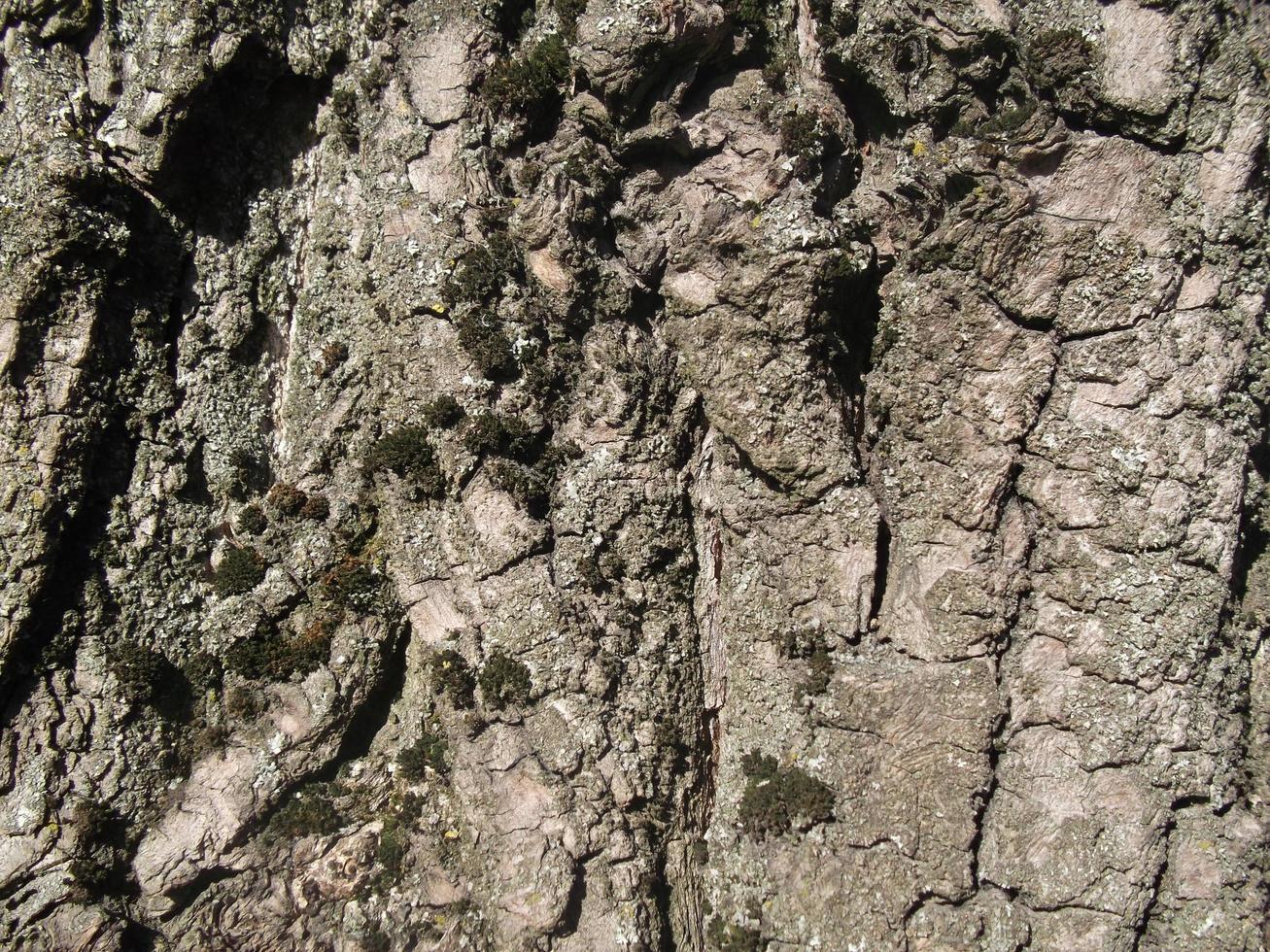 casca de árvore e musgo nele. textura. fechar-se foto