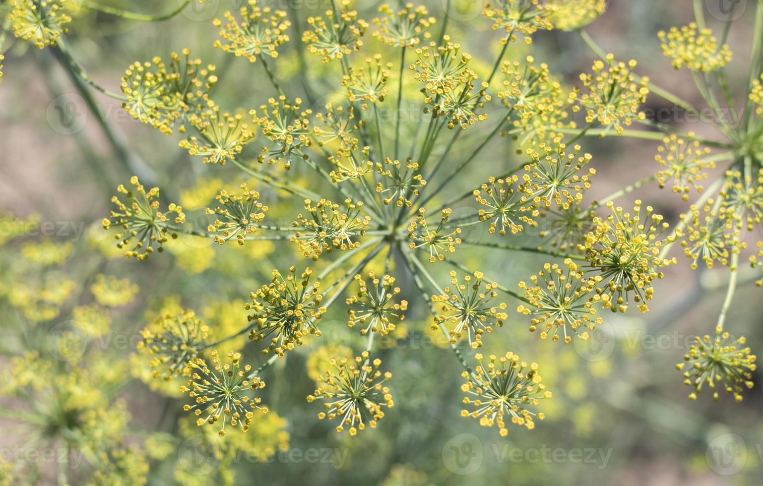 fundo com close-up de umbel de endro. planta de jardim. endro perfumado em uma cama no jardim. endro crescente. endro no jardim. planta eurasiana aromática guarda-chuva. foto