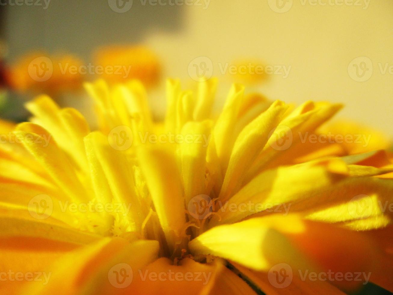 folhagem deixa frutas e flores foto