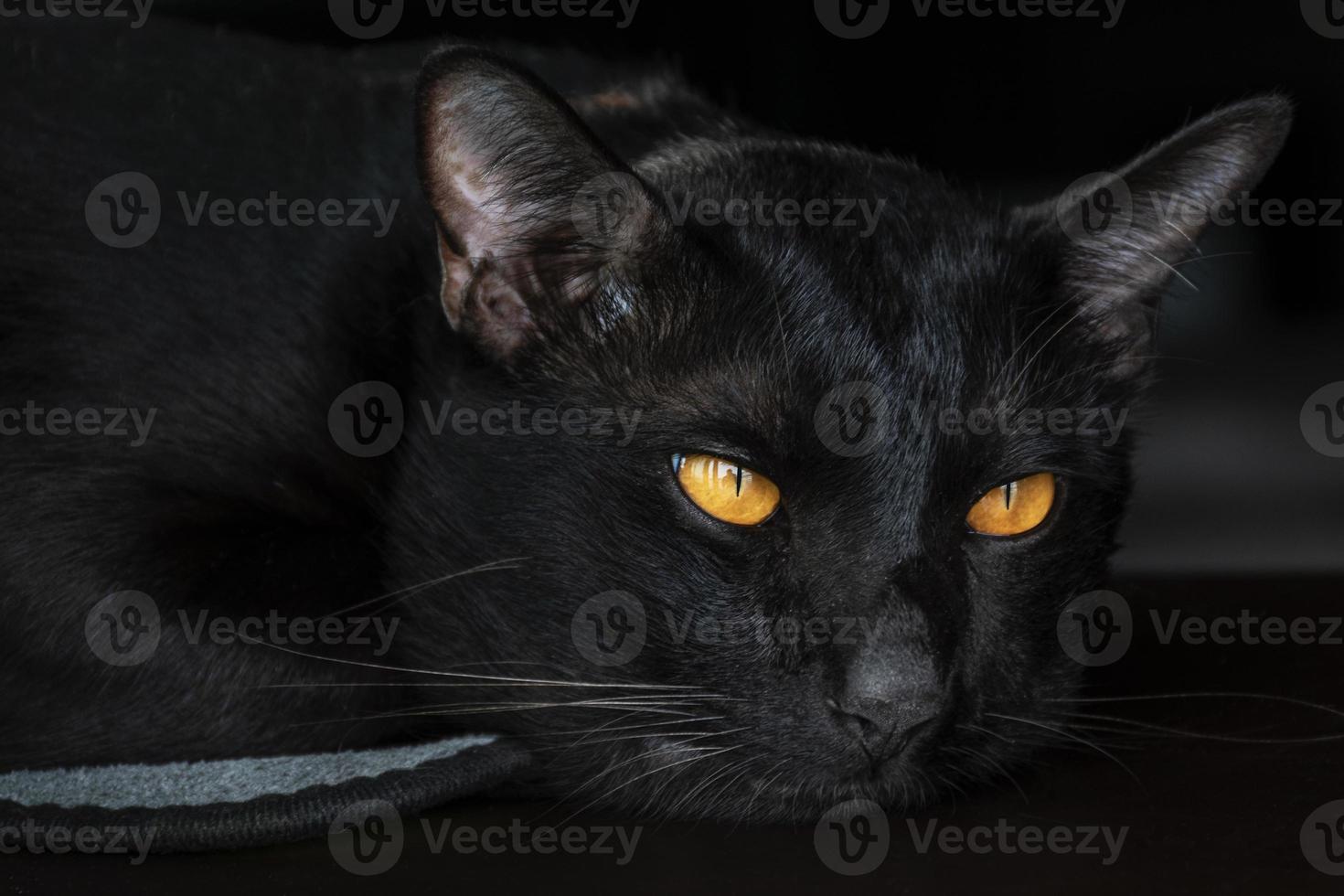 retrato de gato preto de cabeça em fundo preto foto