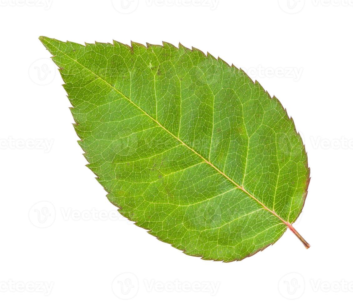 folha verde fresca da planta de rosa de jardim isolada foto