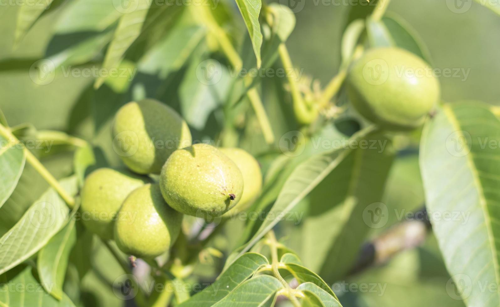 nozes jovens verdes crescem em uma árvore. variedade kocherzhenko close-up. a nogueira cresce esperando para ser colhida. fundo de folhas verdes. frutos de noz em um galho de árvore nos raios amarelos do sol. foto