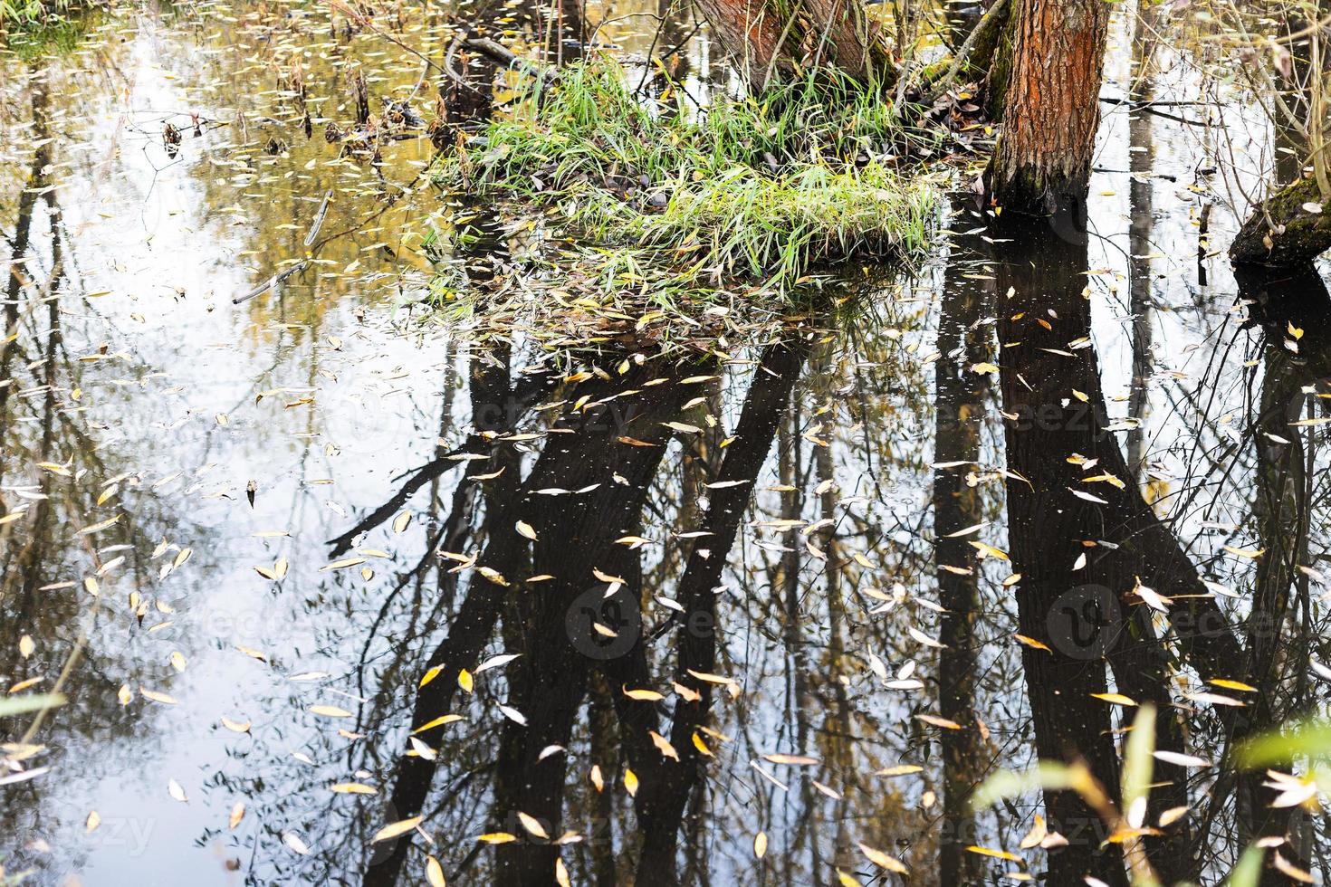 folhas caídas na água e montículo coberto de vegetação foto