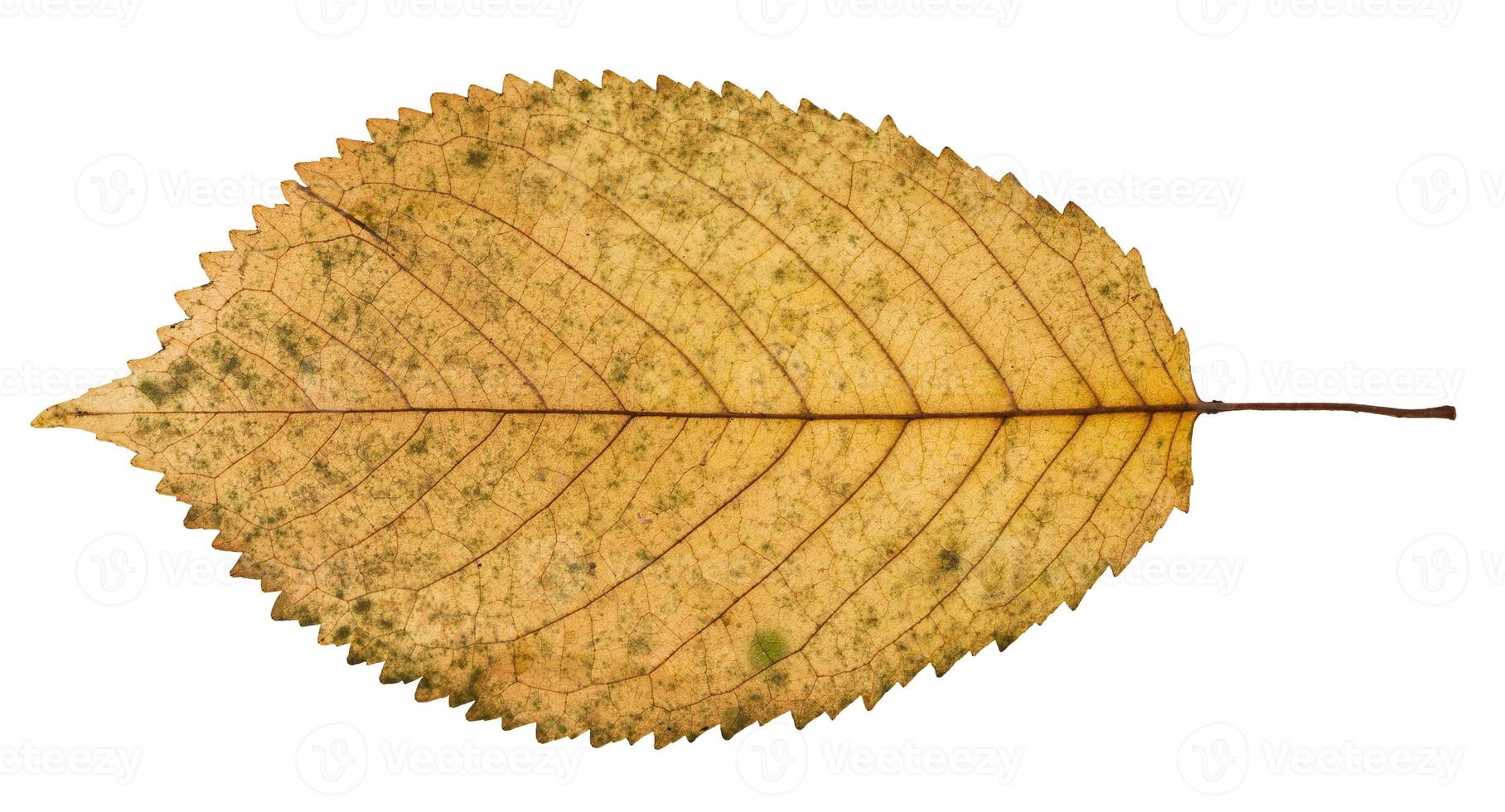 verso da folha amarela caída da árvore prunus foto