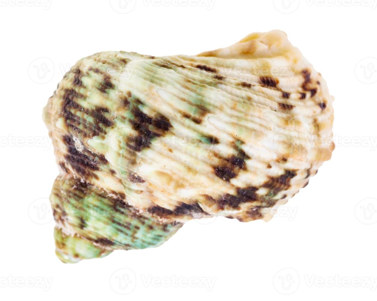 concha manchada verde e marrom de molusco búzio foto