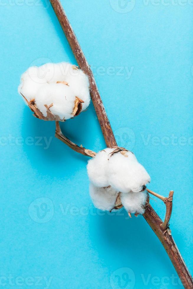 ramo seco natural da planta de algodão em azul foto