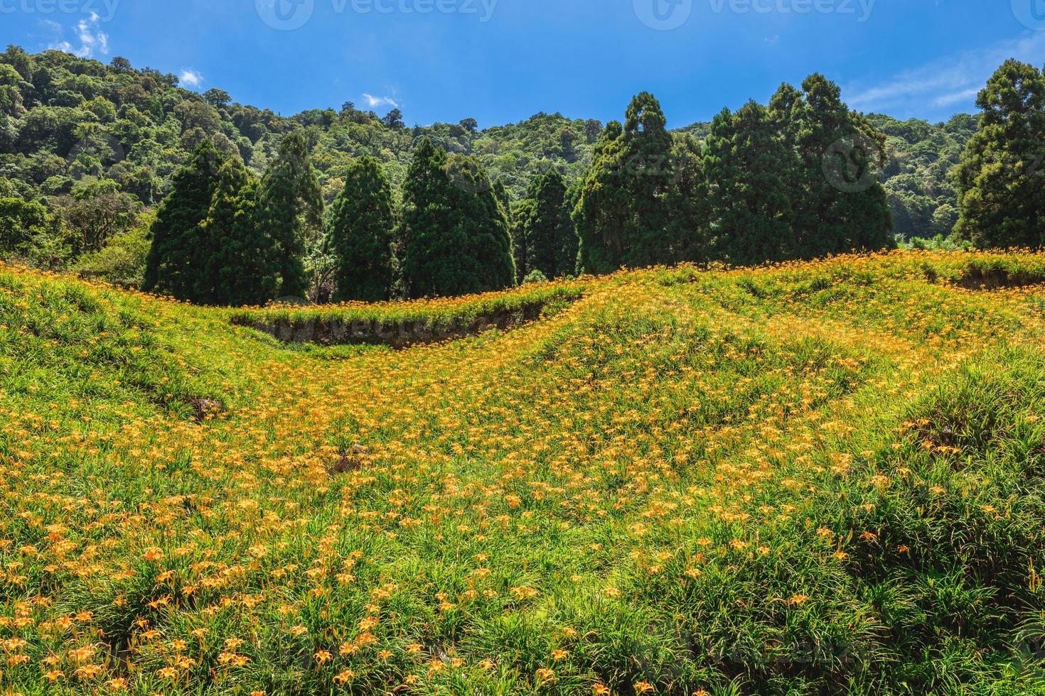 fazenda de flores de hemerocallis na montanha chike no município de yuli, hualien, taiwan foto