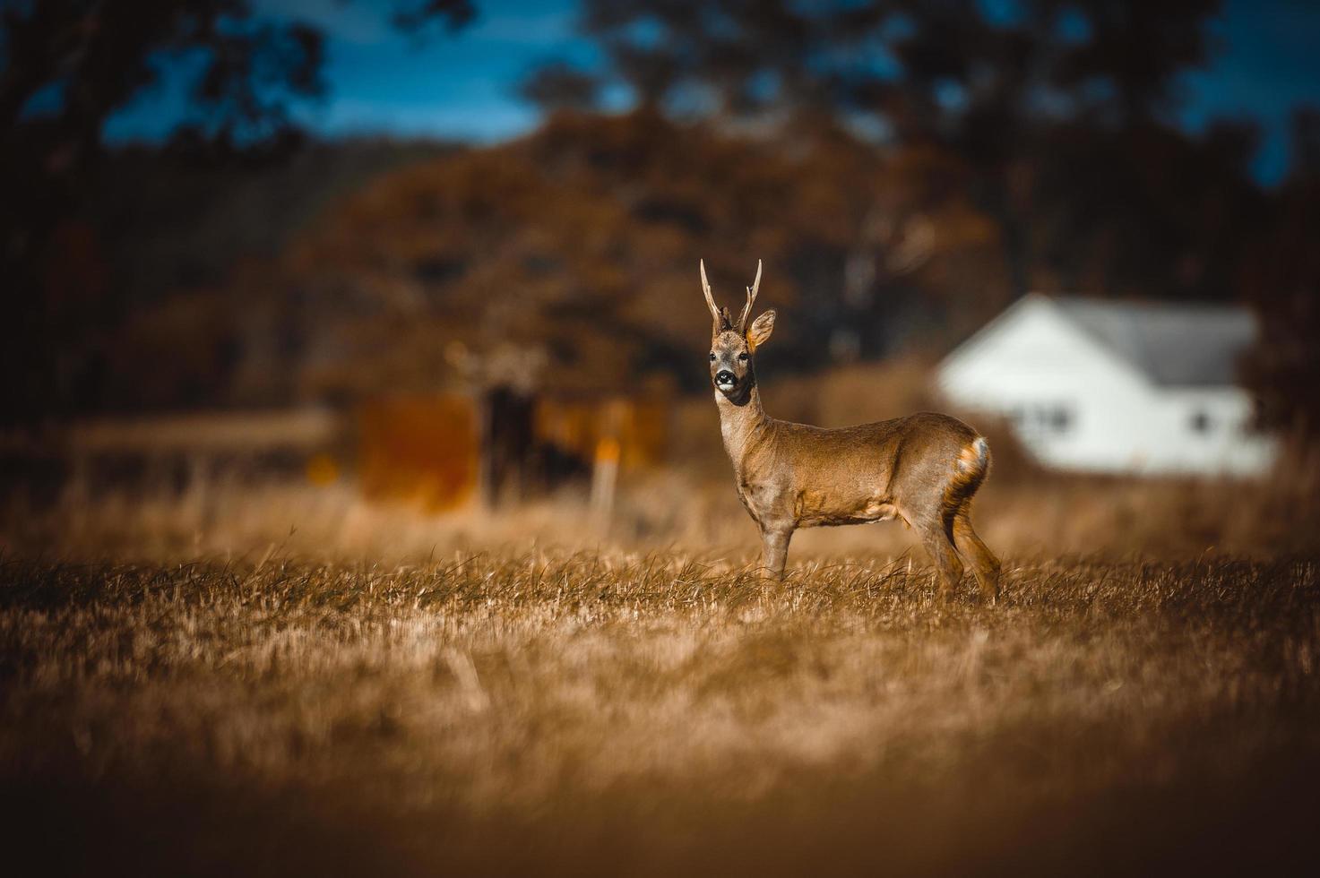 veado selvagem foto