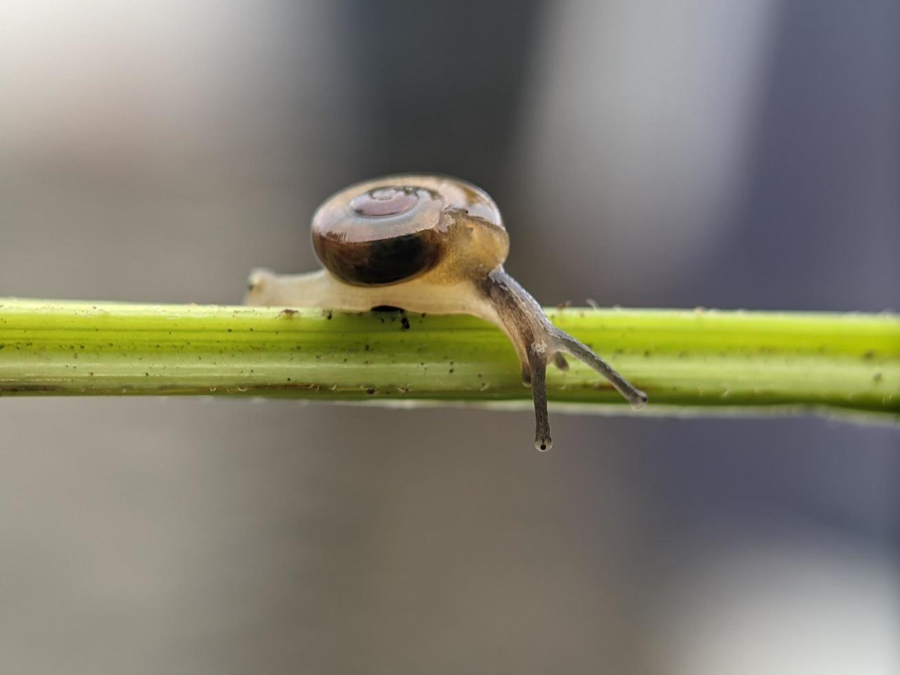 caracol no galho de flores, de manhã com fundo branco, macro fotografia, close-up extremo foto