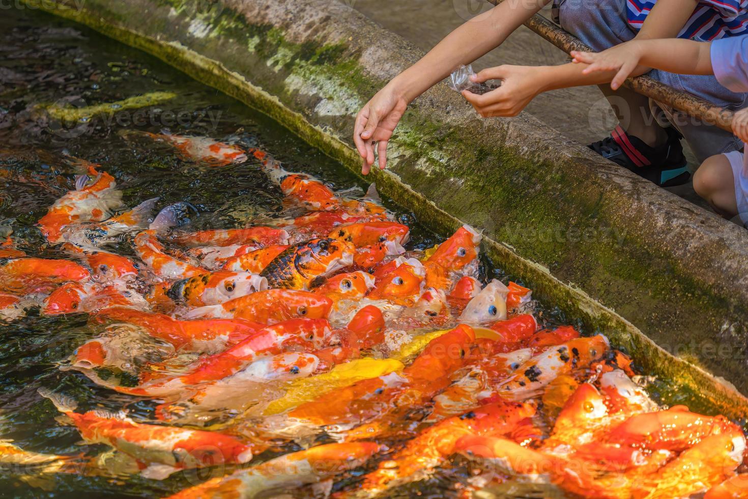 peixes koi nadam lagoas artificiais com um belo fundo na lagoa clara. peixes decorativos coloridos flutuam em uma lagoa artificial, vista de cima foto