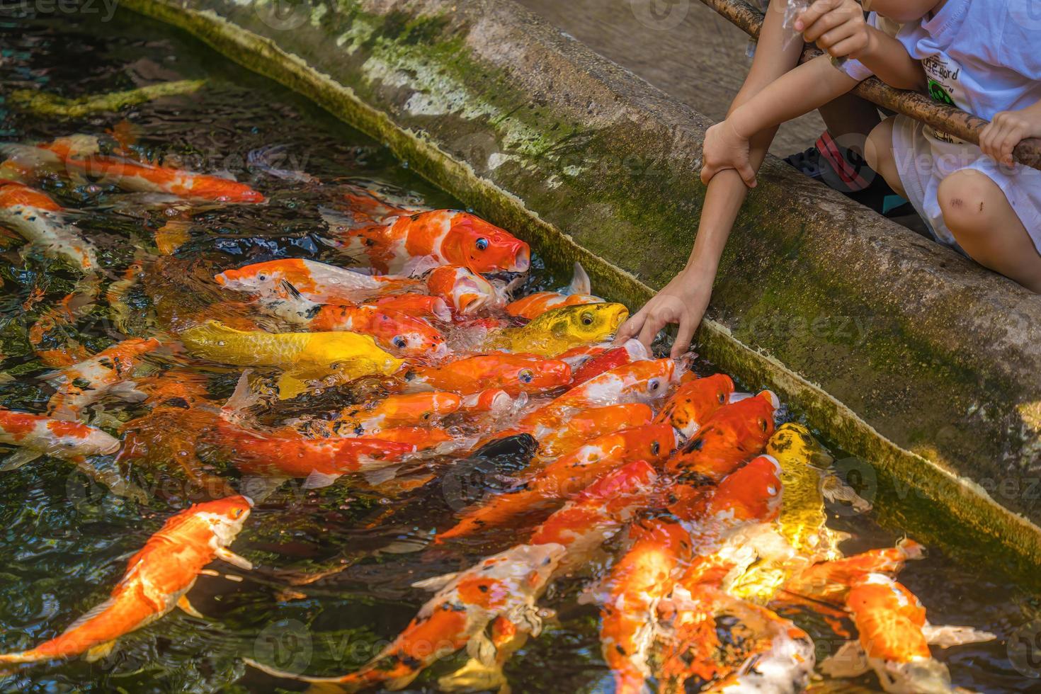 peixes koi nadam lagoas artificiais com um belo fundo na lagoa clara. peixes decorativos coloridos flutuam em uma lagoa artificial, vista de cima foto