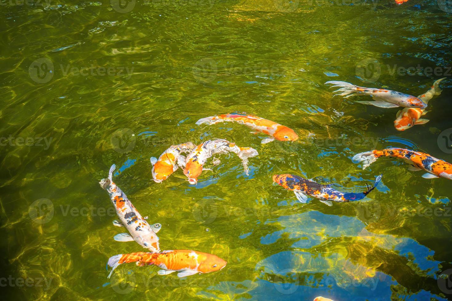 peixes koi nadam lagoas artificiais com um belo fundo na lagoa clara. peixes decorativos coloridos flutuam em uma lagoa artificial, vista de cima foto