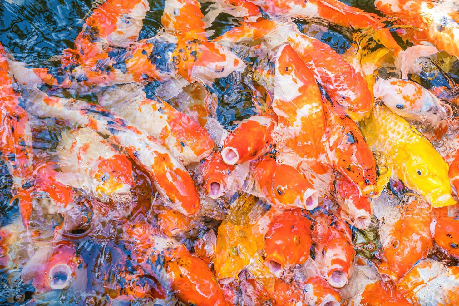 peixes koi nadam lagoas artificiais com um belo fundo na lagoa clara. peixes decorativos coloridos flutuam em uma lagoa artificial, vista de cima foto