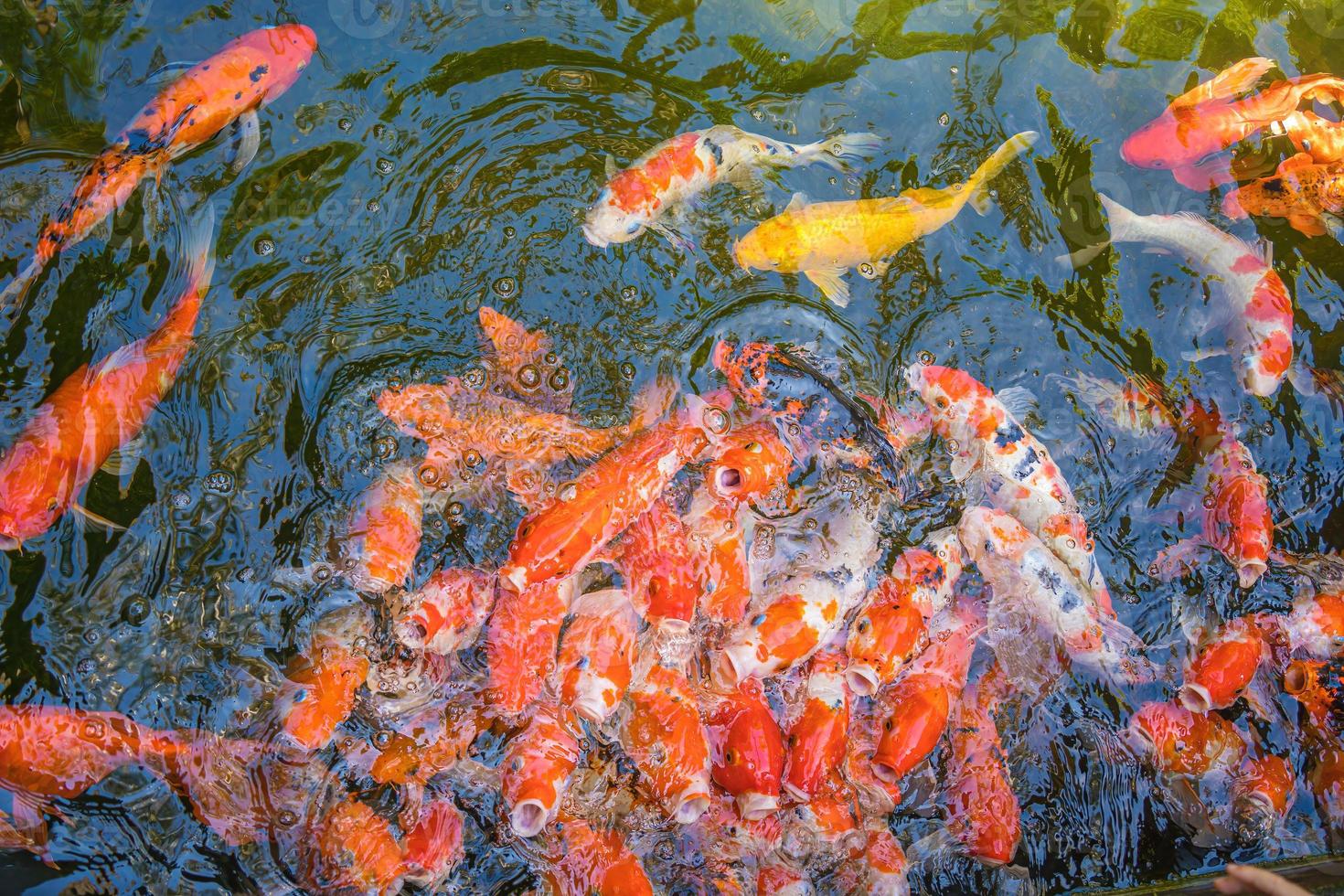 peixes koi nadam lagoas artificiais com um belo fundo na lagoa clara. peixes decorativos coloridos flutuam em uma lagoa artificial, vista de cima foto