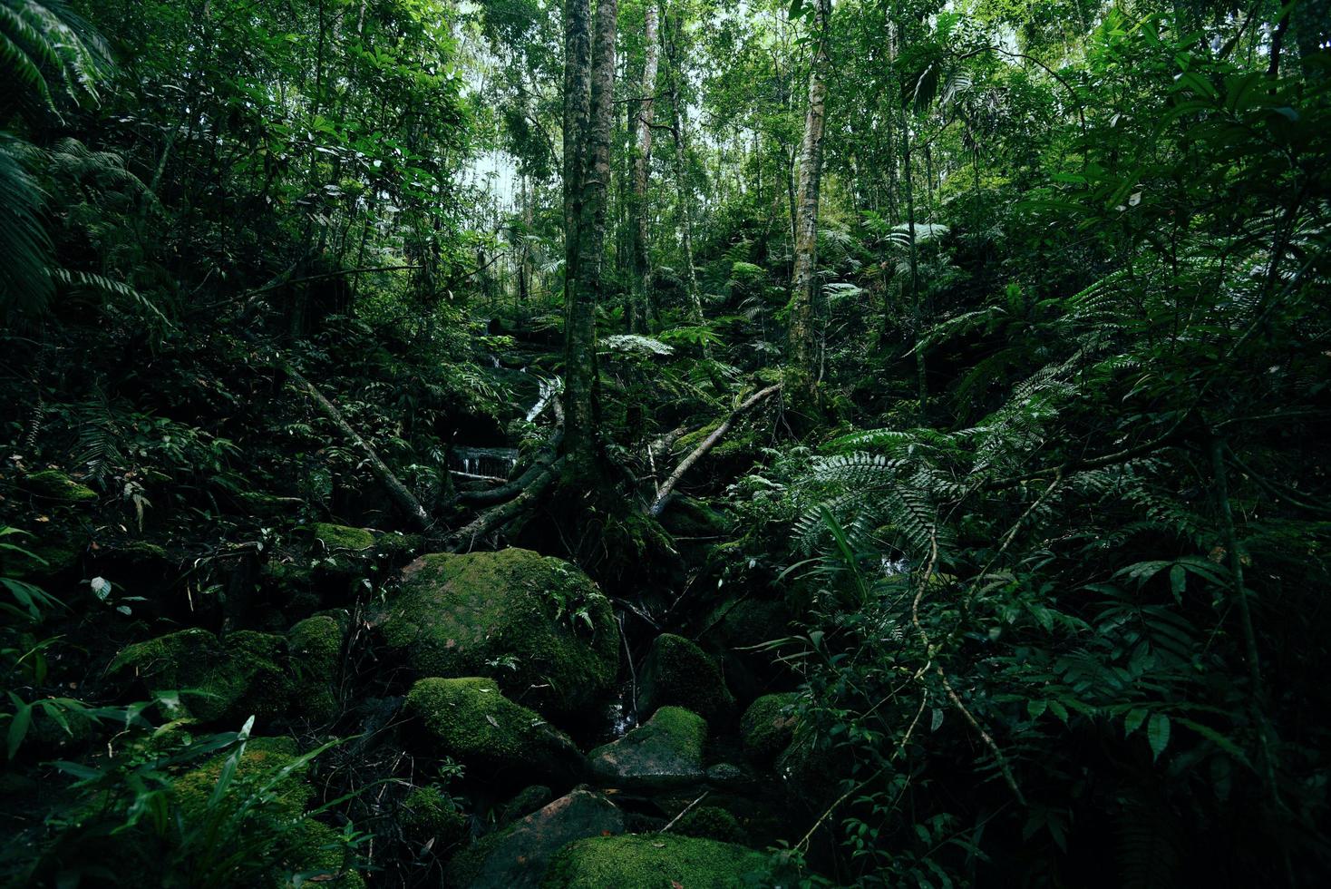 samambaia verde árvore natureza na floresta tropical paisagem floresta tropical escura exuberante e fluxo de água rio foto