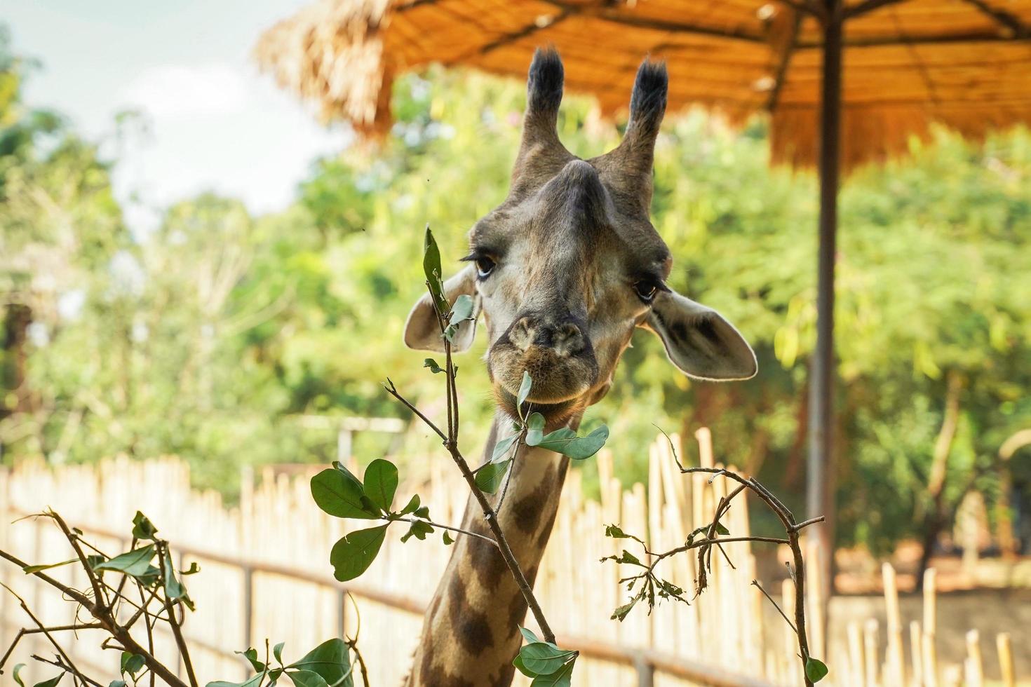 girafa comendo folhas planta da árvore no zoológico natural foto