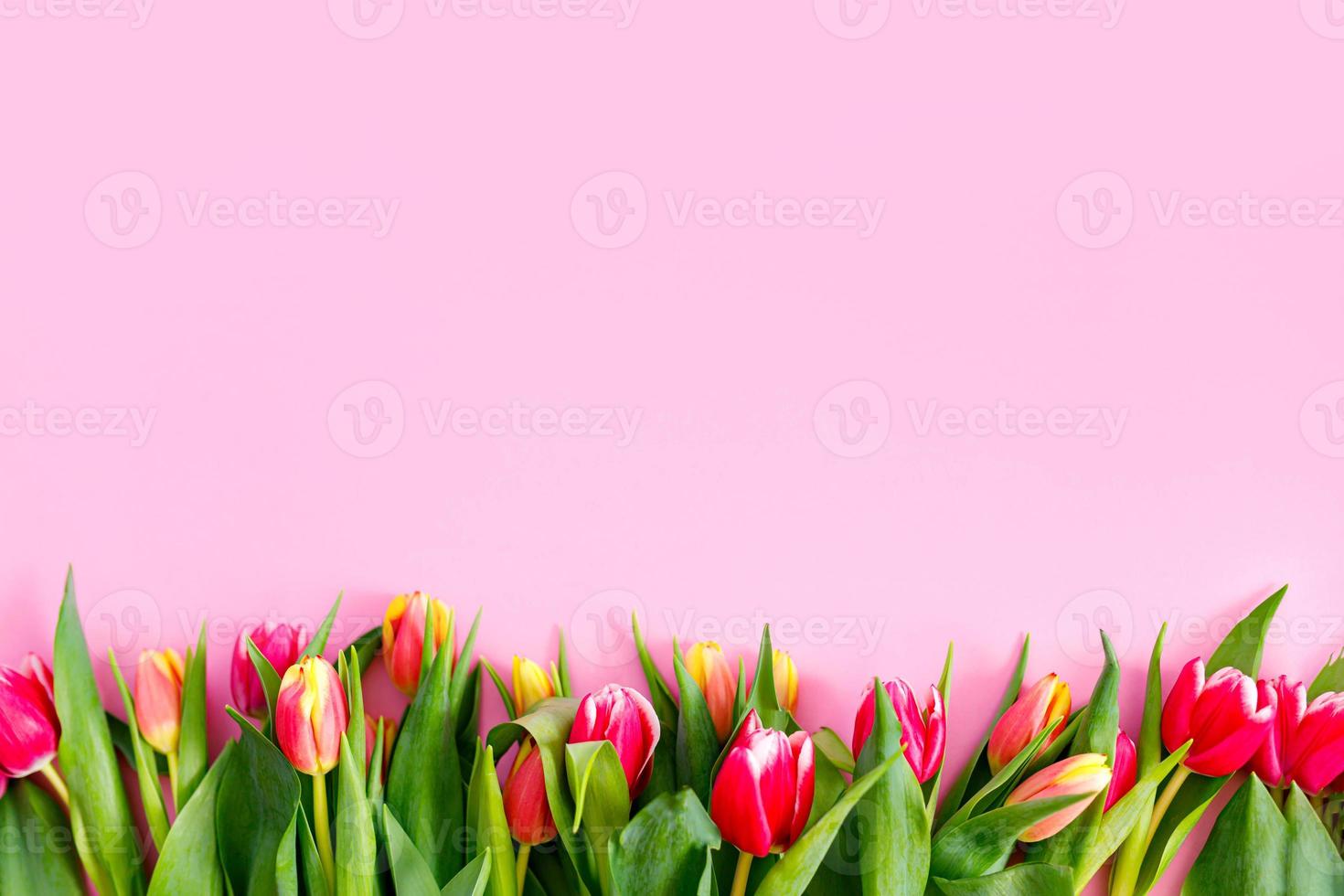 lindo bando de tulipas rosa pastel, borda floral na luz de fundo, vista superior. layout para férias de primavera. cartão dia das mães foto