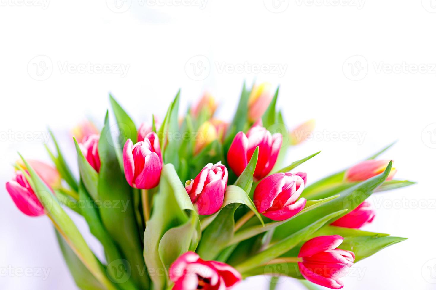 lindo bando de tulipas rosa pastel, borda floral na luz de fundo, vista superior. layout para férias de primavera. cartão dia das mães foto