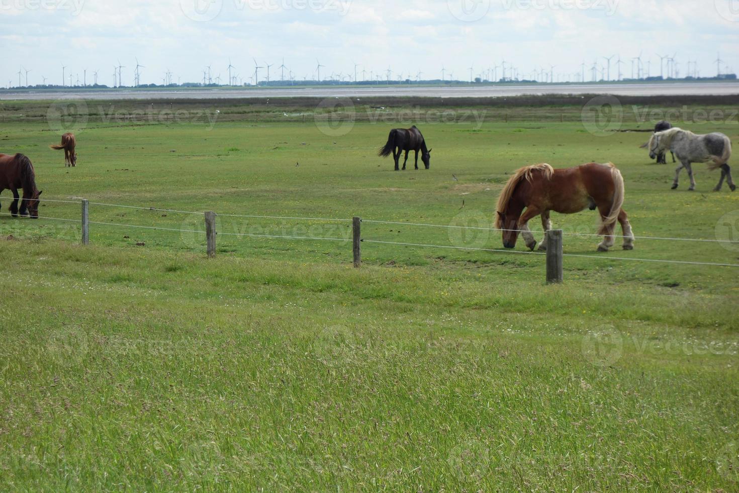 a ilha de baltrum foto