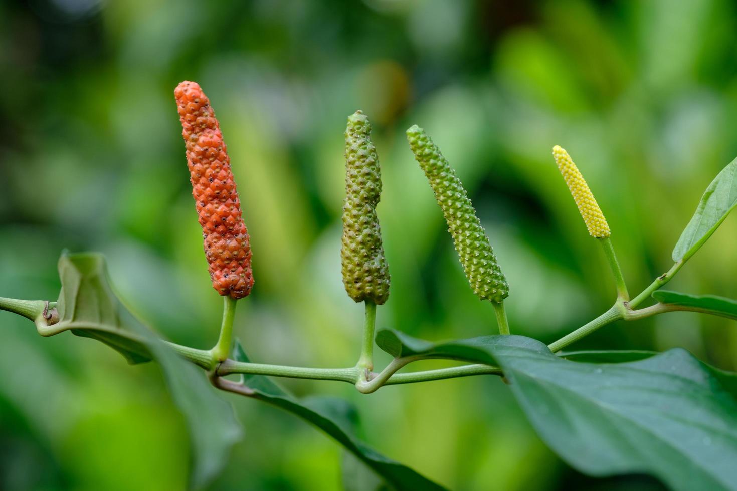 pimenta longa, especiarias e ervas com propriedades medicinais. foto