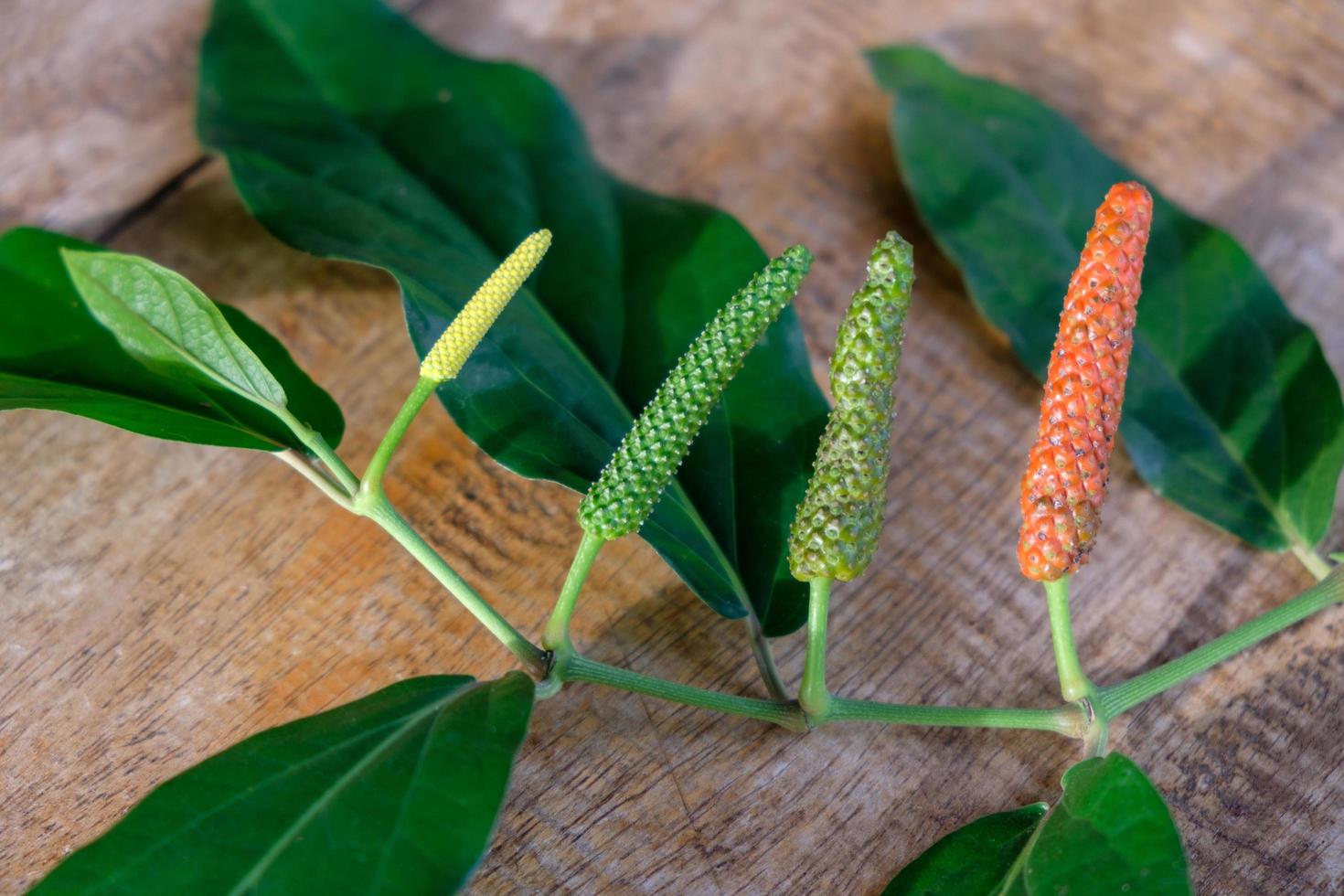 pimenta longa, especiarias e ervas com propriedades medicinais. foto