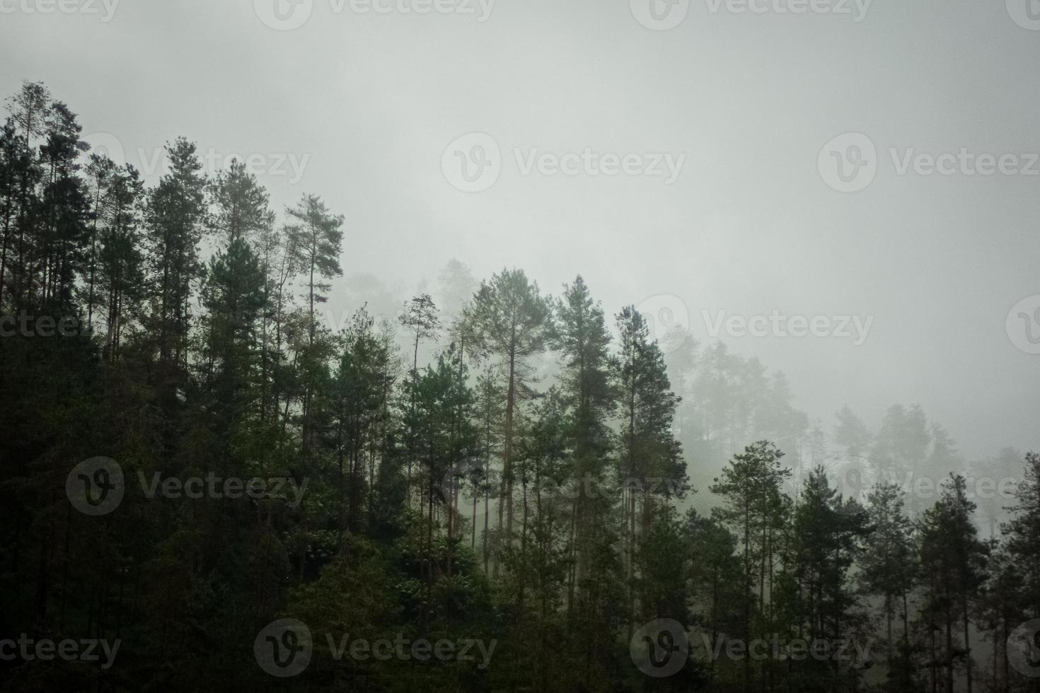 montanha escura, floresta de pinheiros com neblina foto