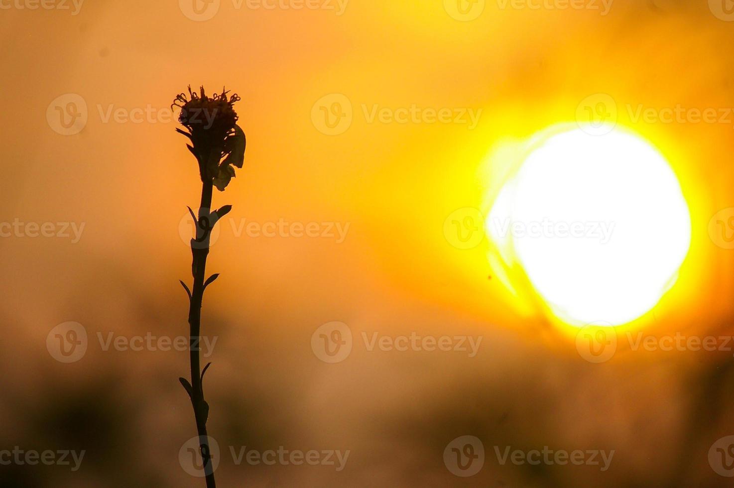 plantas selvagens ao pôr do sol foto