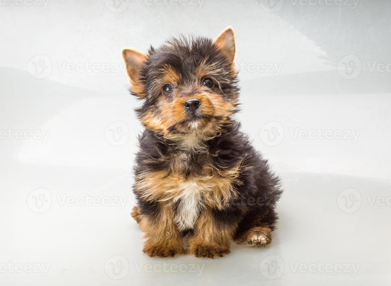 yorkshire terrier em fundo branco foto