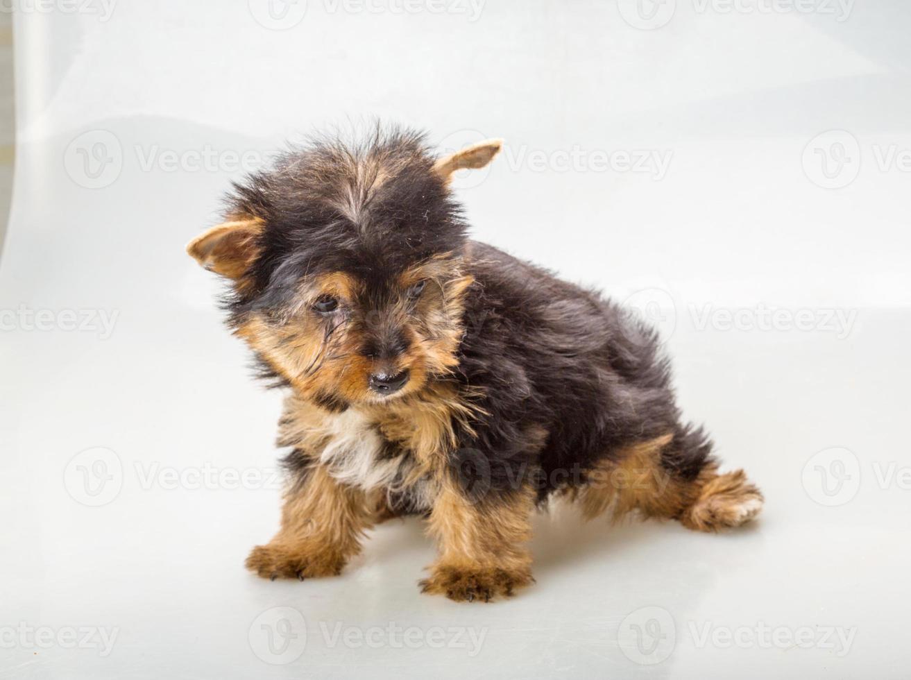 yorkshire terrier em fundo branco foto