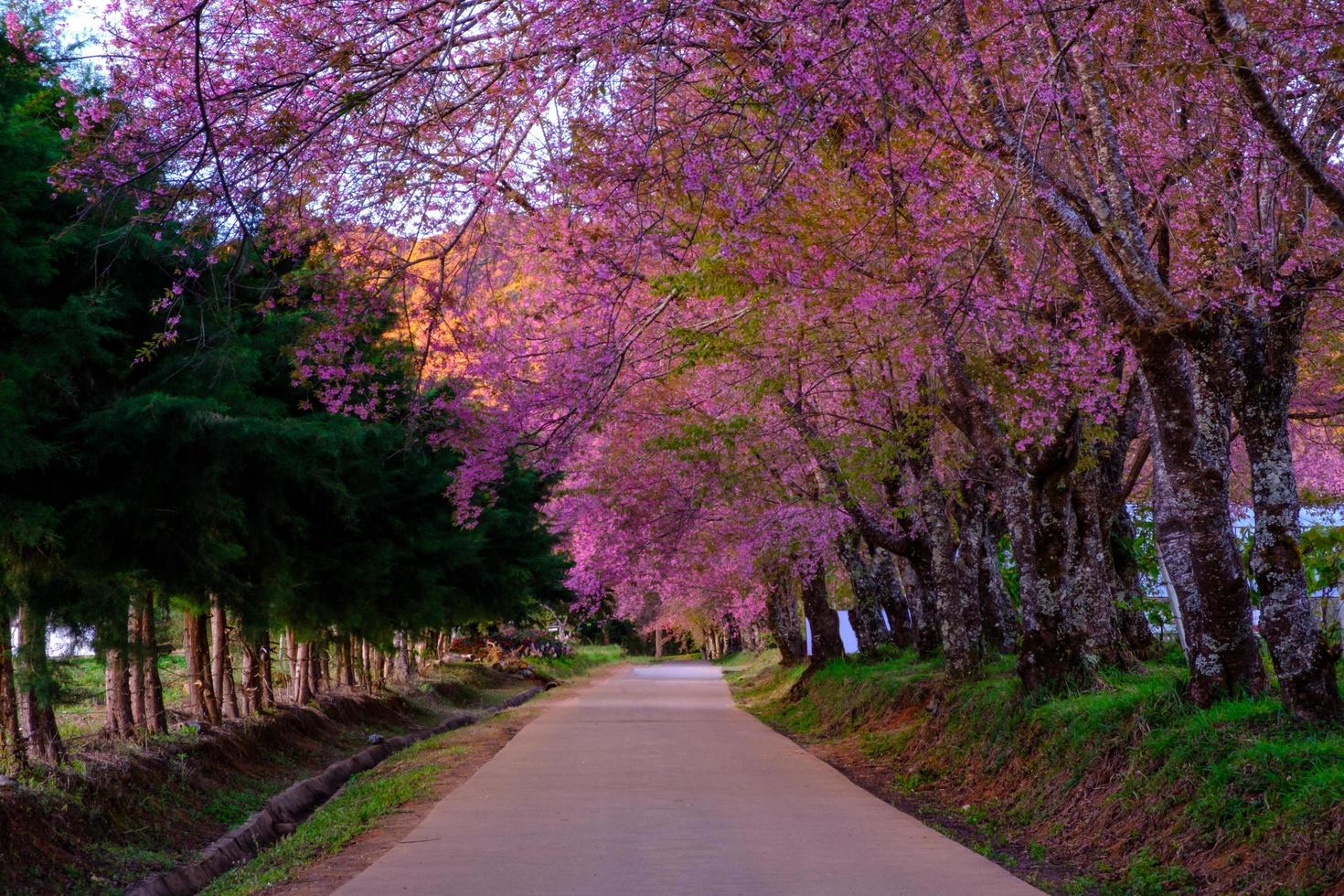 flor de cerejeira em khun wang chiangmai, tailândia. foto