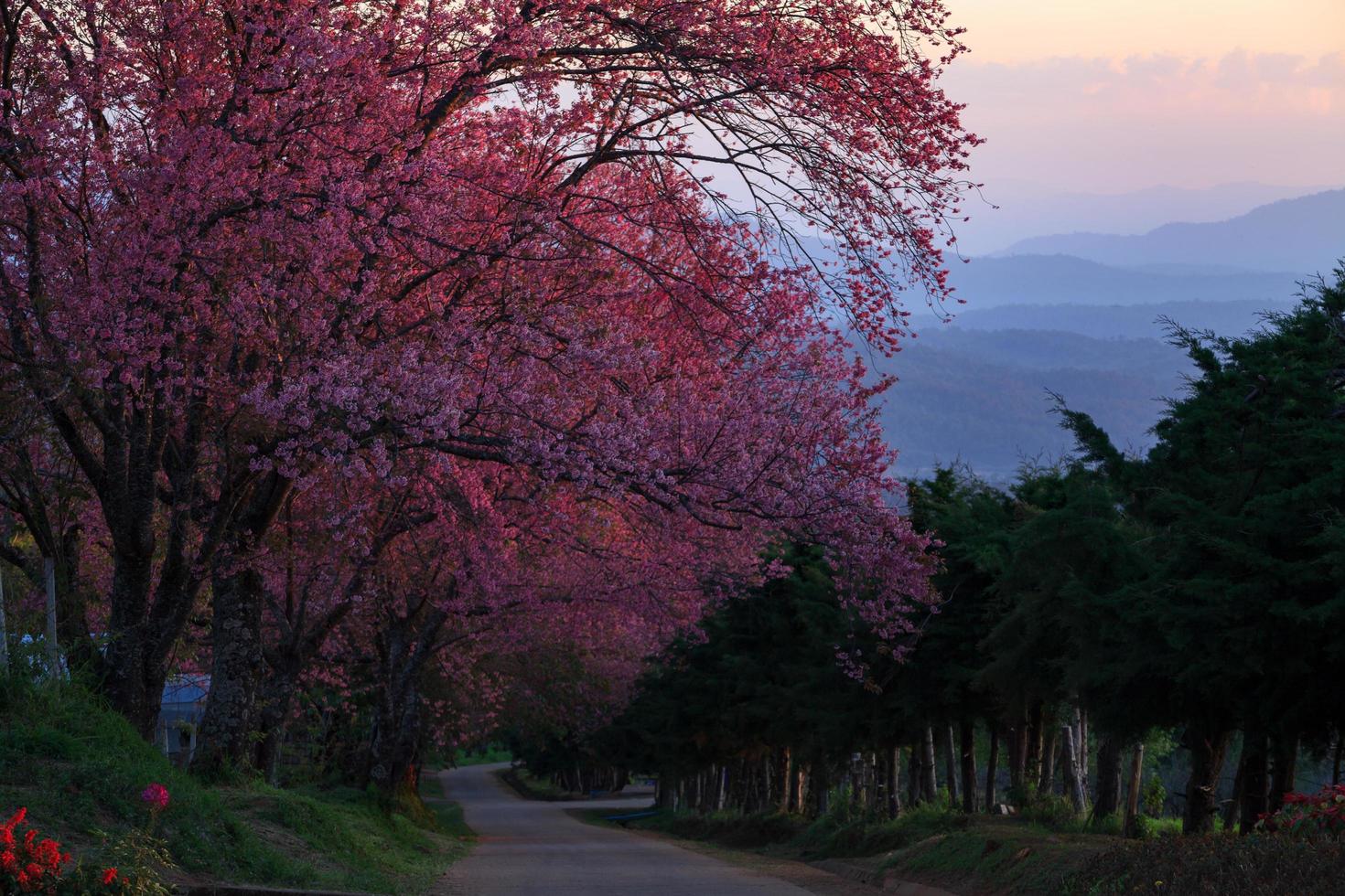 paisagem morring amanhecer com caminho de flor de cerejeira em khun wang chiangmai, tailândia. foto