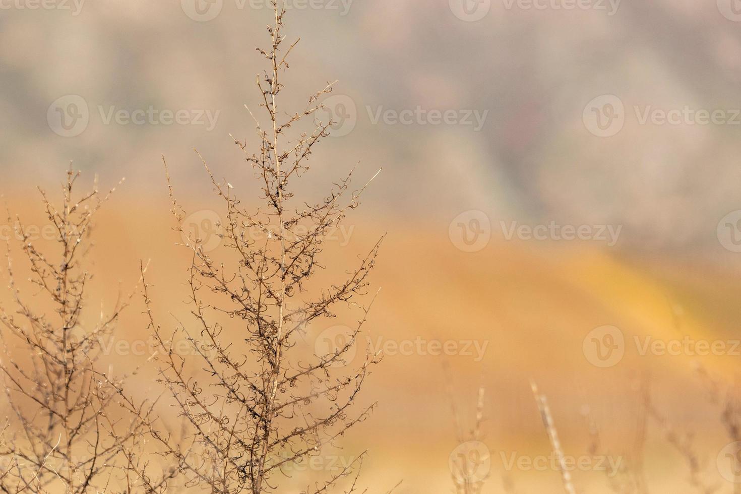 tiro de foco raso da planta espinhosa de cardo russo no campo foto