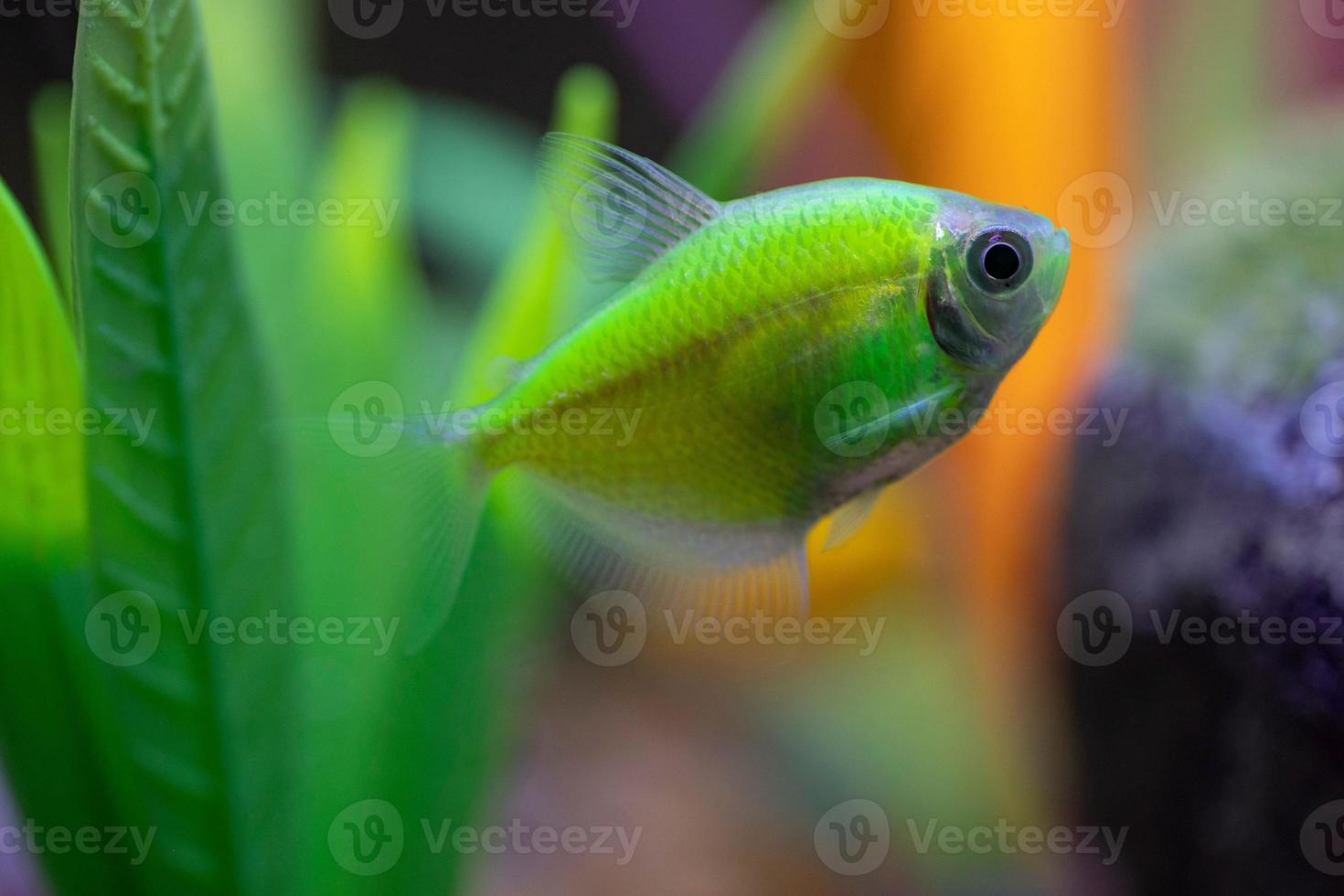 tetras brilhantes em um tanque de peixes foto