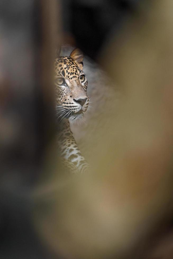 leopardo do sri lankan foto